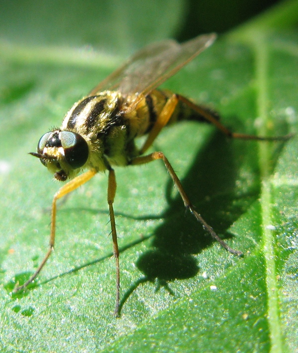 Therevidae..